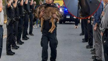 From Shackles to Sanctuary: Zuri and Sefu’s Unforgettable Journey to Freedom