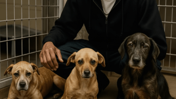 Rufus’s Remarkable Comeback: A Nova Scotian Raccoon’s Battle Against the Odds