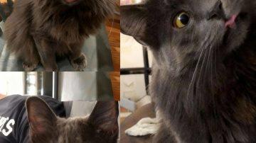 From Despair to Dreamland: The Night a Sanctuary’s Heart Was Tested