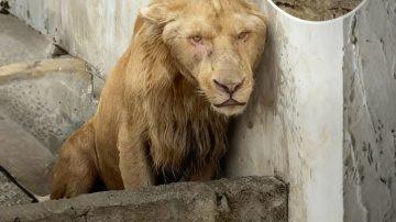 From Shackles to Sanctuary: Zuri and Sefu’s Unforgettable Journey to Freedom