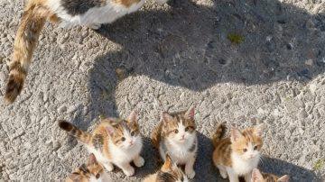 From Shackles to Sanctuary: Zuri and Sefu’s Unforgettable Journey to Freedom