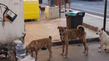 Unconditional Love: The Unforeseen Journey of a Mother’s Devotion