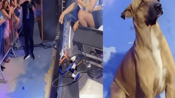 A Circle of Unconditional Love: The Irresistible Charm of Puppies