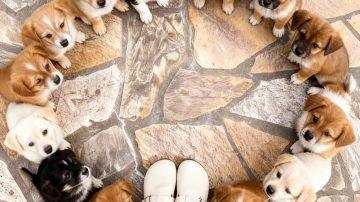 Underwater Miracle: The Unseen Struggle and Triumph of Whale Motherhood