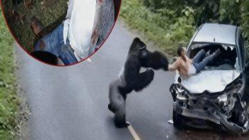 Underwater Miracle: The Unseen Struggle and Triumph of Whale Motherhood