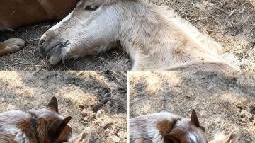 Underwater Miracle: The Unseen Struggle and Triumph of Whale Motherhood