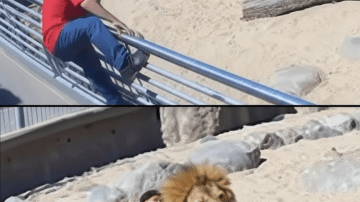 Underwater Miracle: The Unseen Struggle and Triumph of Whale Motherhood