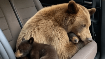 Unbreakable Bond: How Two Shelter Dogs Found a Forever Home Together